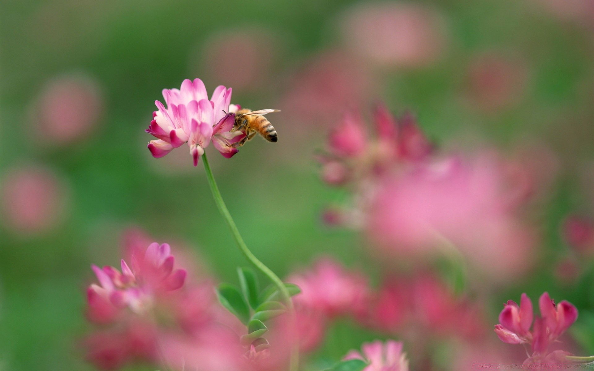 insectes fleur nature jardin flore été pétale feuille bluming champ herbe lumineux gros plan couleur foin floral parc à l extérieur sauvage croissance