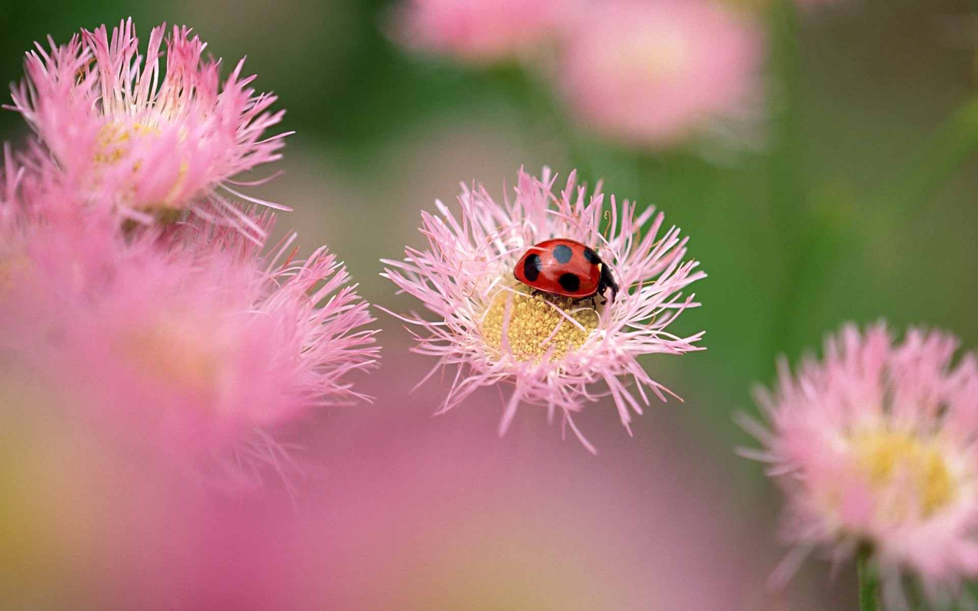 insekten natur flora blume sommer garten schließen blütenblatt blühen blumen farbe blatt hell wild im freien schön heuhaufen saison gras wachstum