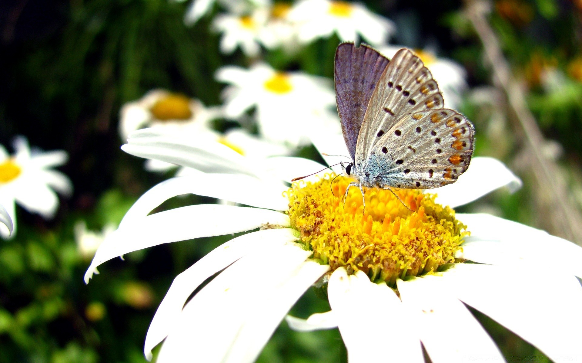 farfalla natura insetto estate fiore giardino all aperto flora foglia luminoso selvaggio bello delicato primo piano ala bel tempo erba fieno