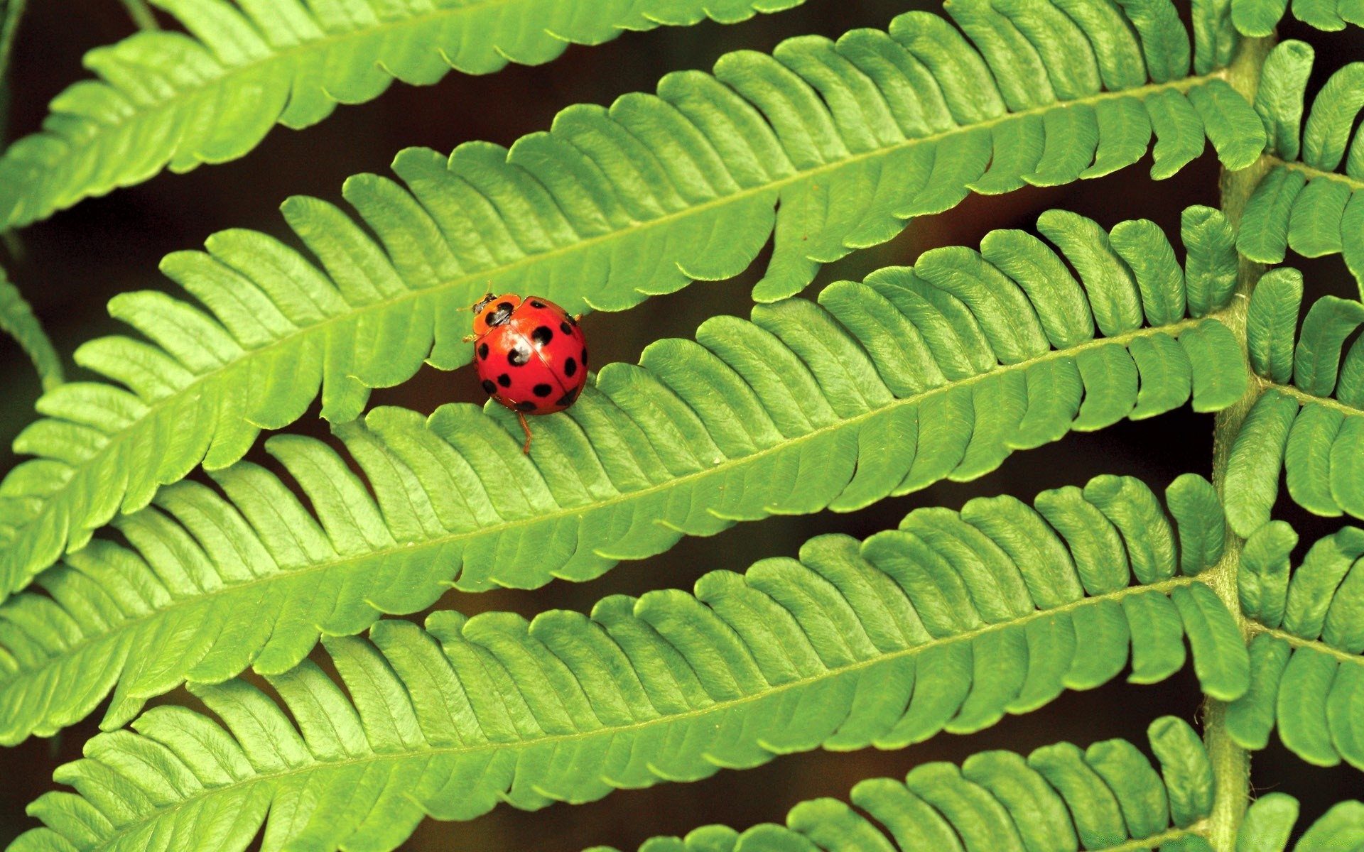 papillon feuille flore biologie croissance nature mercredi été à l extérieur insecte propreté