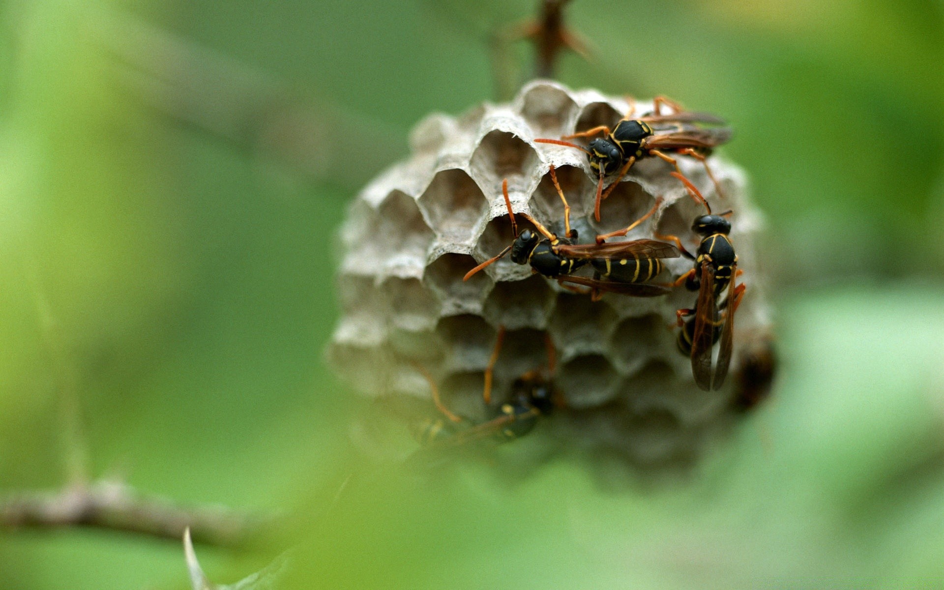 insetos natureza close - up inseto ao ar livre pouco verão folha