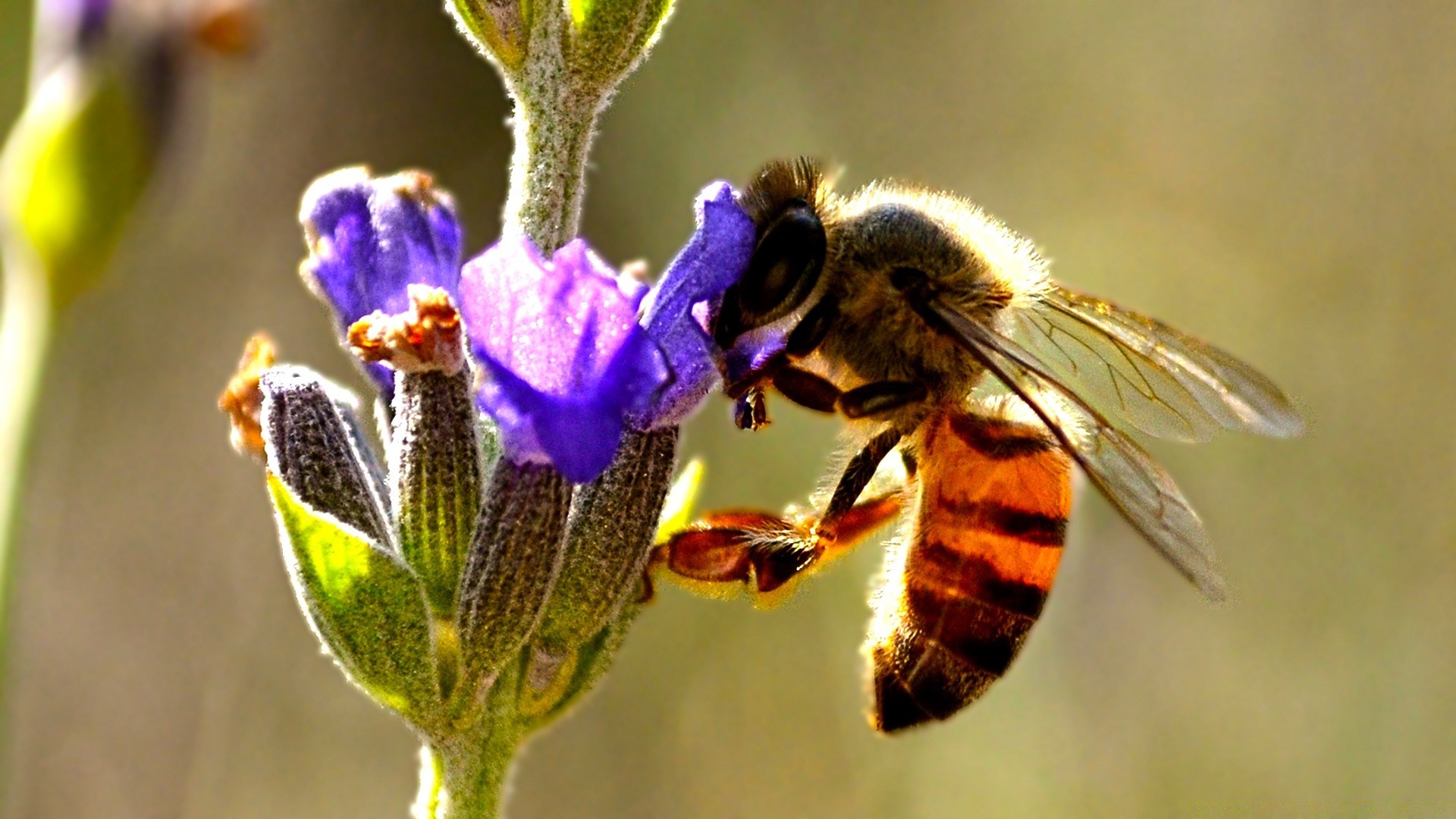 insects bee insect nature flower pollen honey wild outdoors pollination nectar flora wildlife bumblebee honeybee garden wing