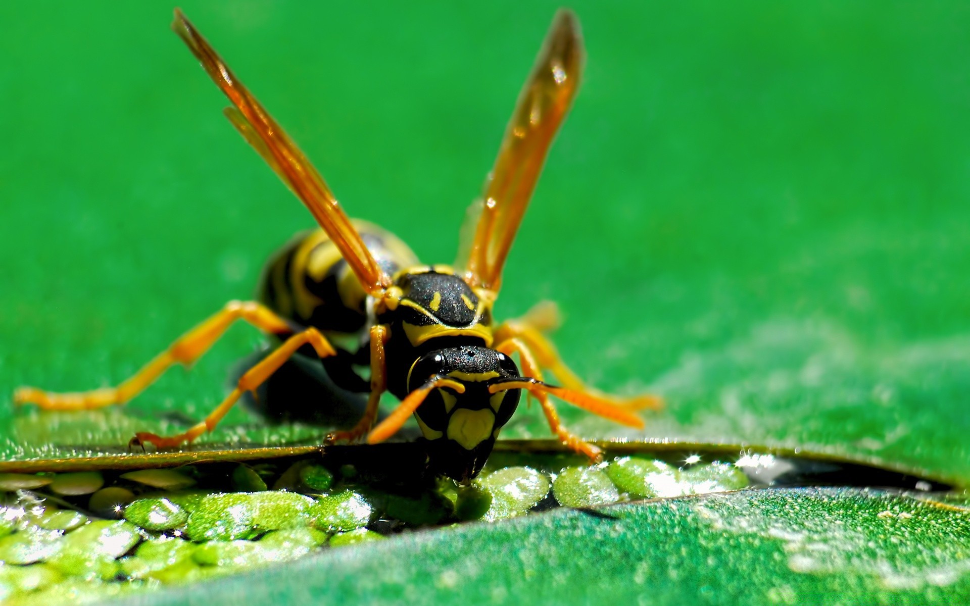 insects insect nature wildlife animal invertebrate fly wild outdoors close-up antenna