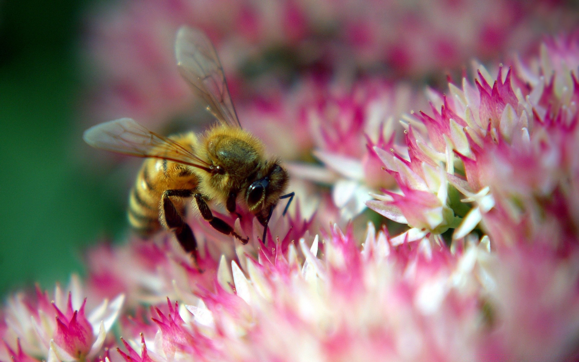 insects nature flower bee summer insect pollen garden flora pollination outdoors wild honeybee leaf floral honey close-up petal bright blooming