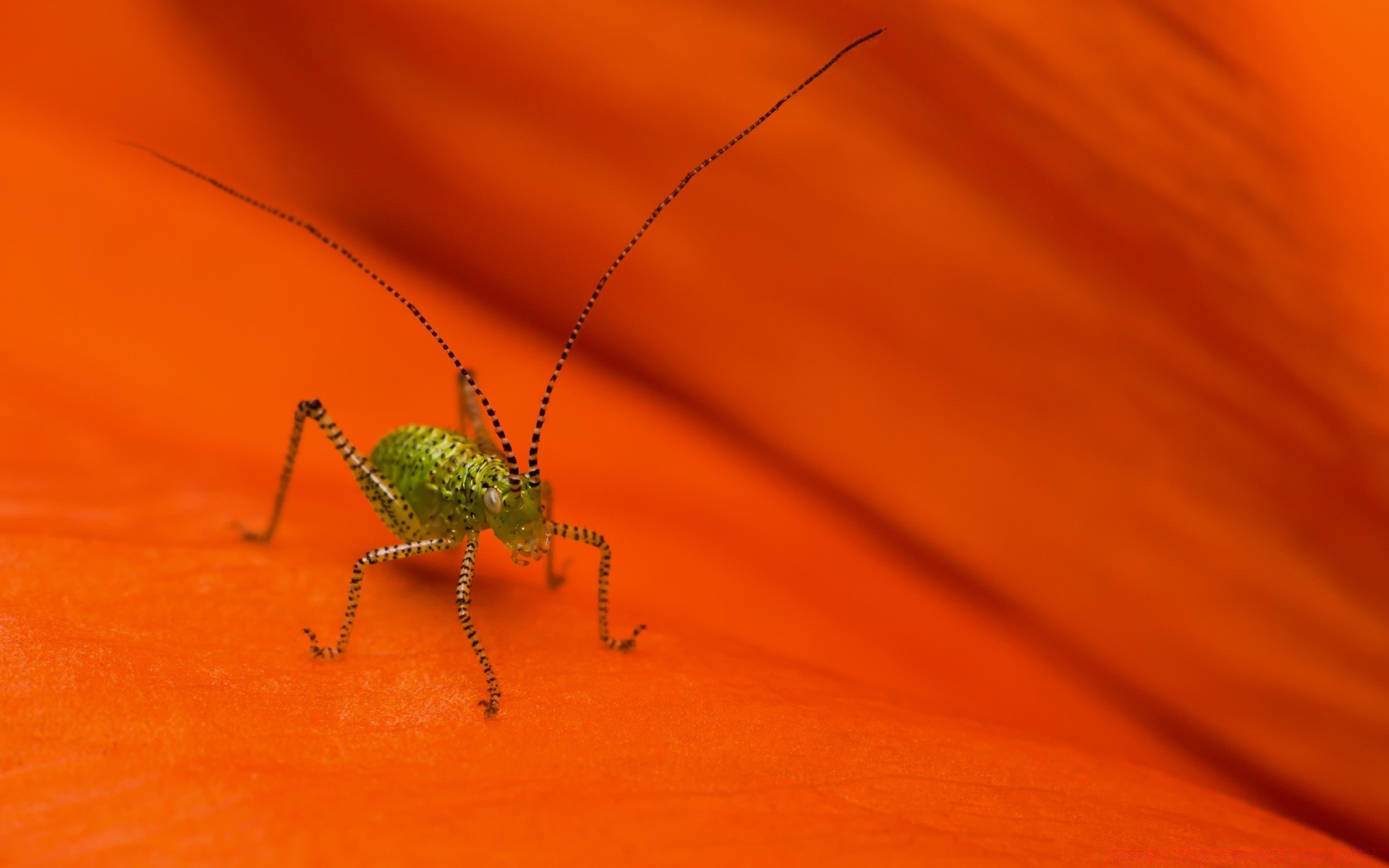 insetti insetto invertebrati natura fauna selvatica