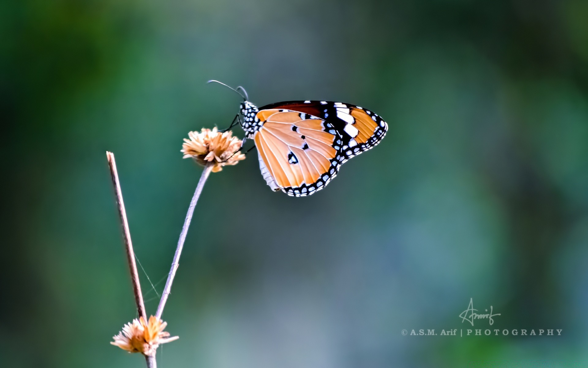 insetos natureza inseto borboleta ao ar livre verão vida selvagem brilhante folha pouco invertebrados