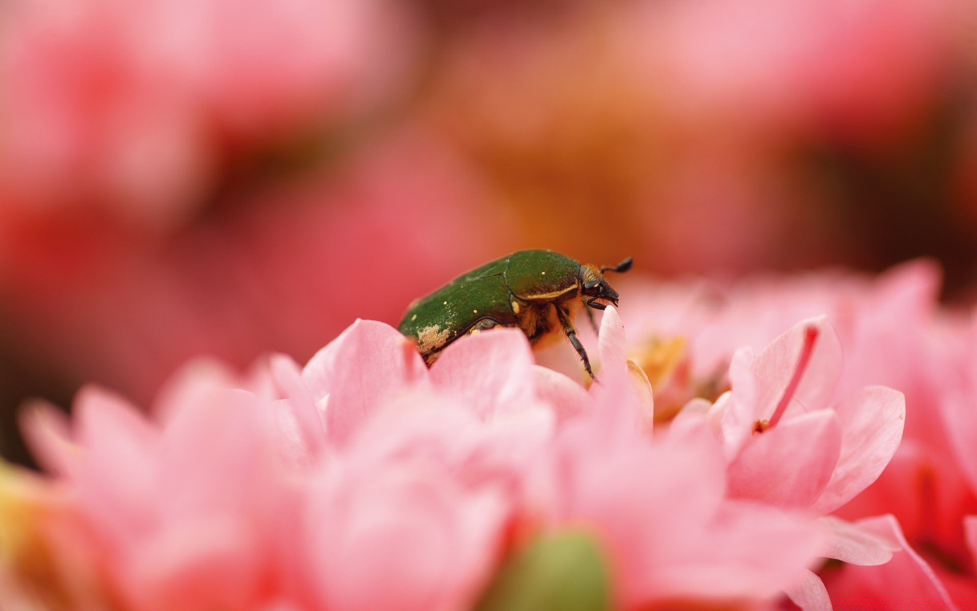 природа макро насекомое животные цветы загрузить