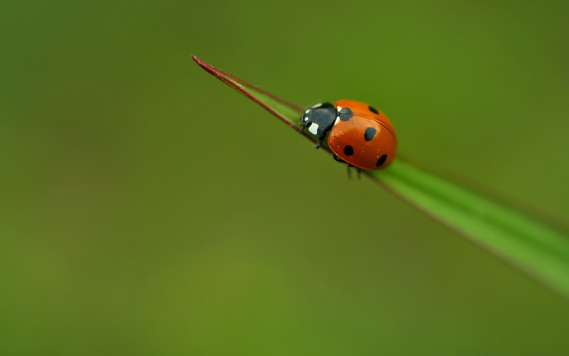 insects ladybug insect beetle tiny biology blade grass nature little zoology