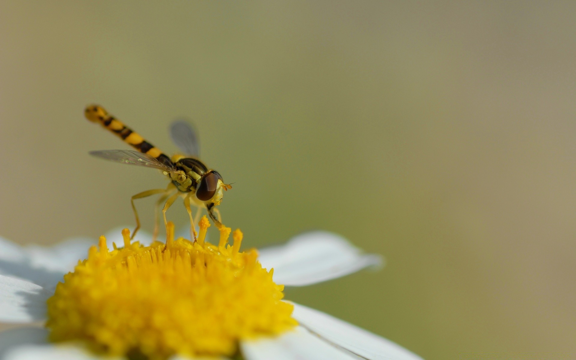 insects insect nature flower blur bee invertebrate summer wildlife