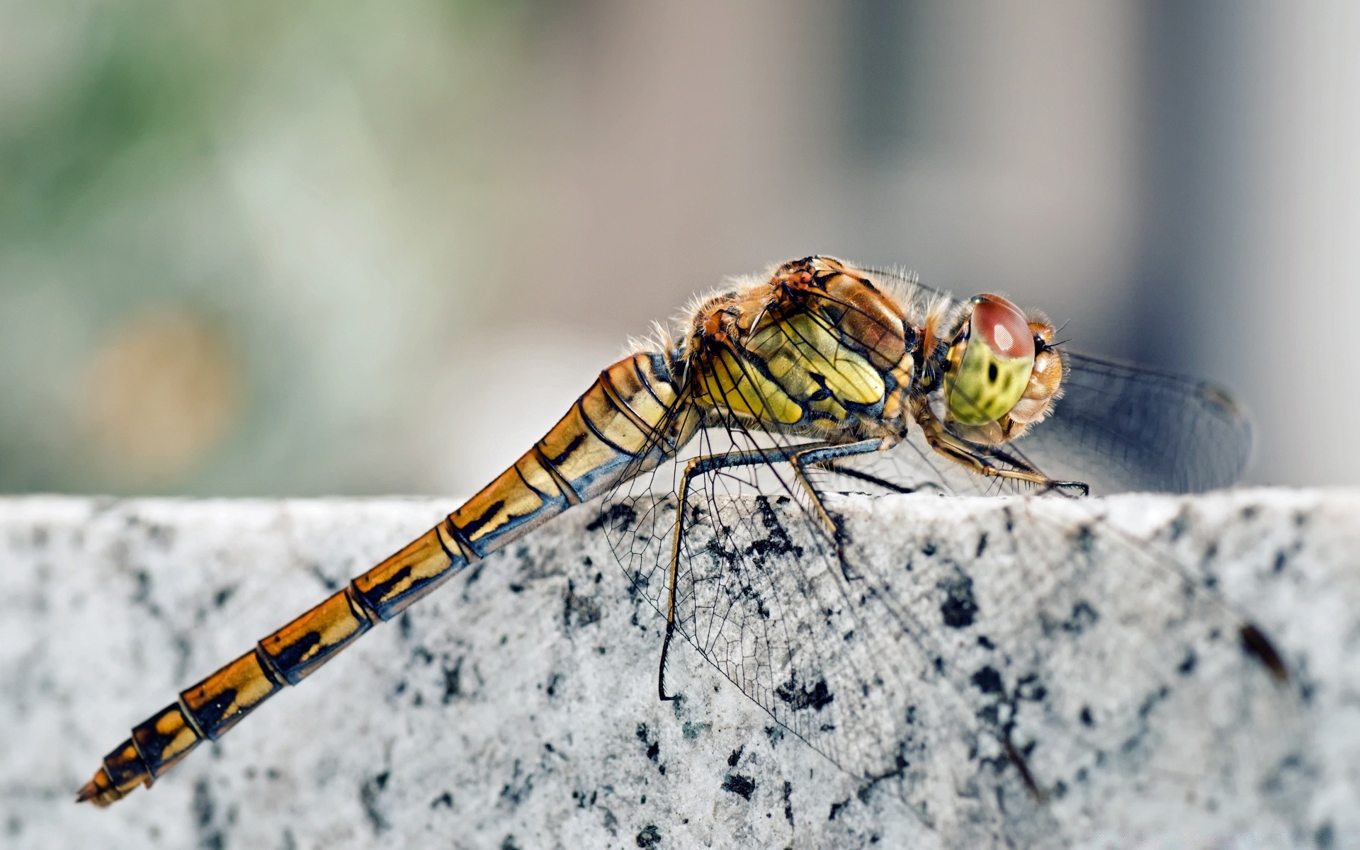 insekten insekt natur tier schließen tierwelt wirbellose wenig im freien farbe fliegen desktop in der nähe wild