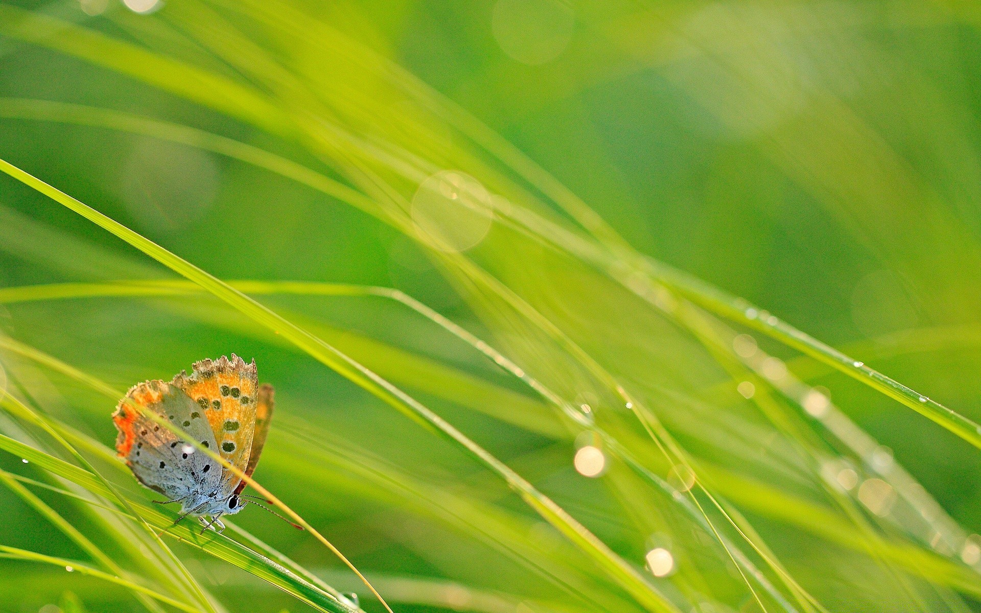 butterfly leaf flora nature summer dew grass rain growth environment drop garden freshness purity bright fair weather lush ecology color close-up