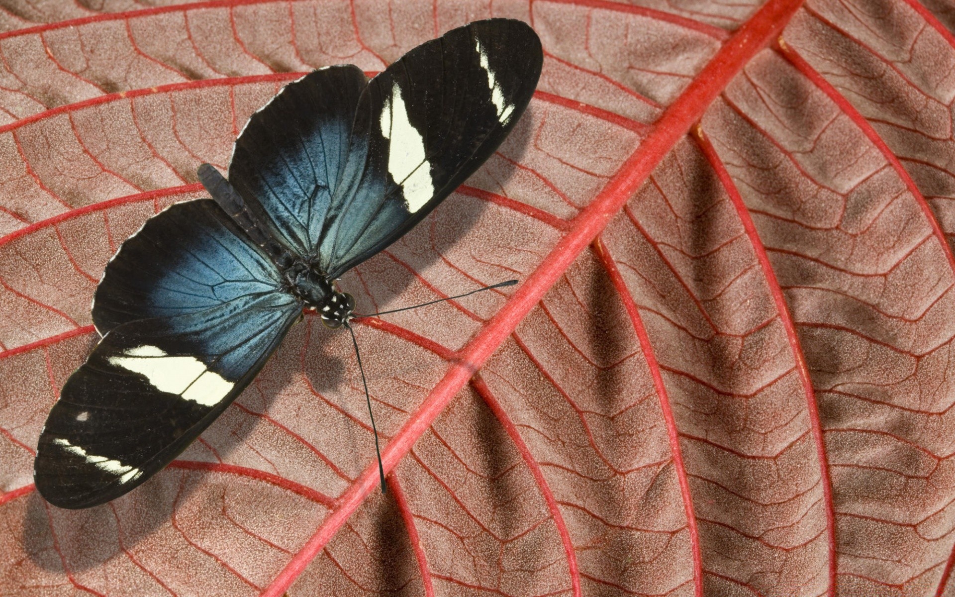 farfalla natura insetto all aperto fauna selvatica estate ala orizzontale invertebrati vivid foglia animale biologia modello