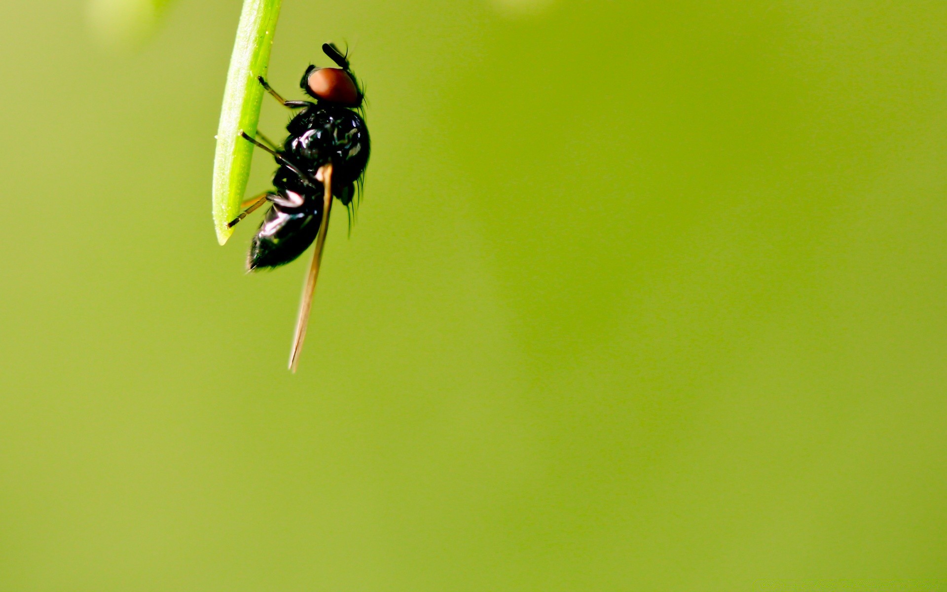 insectos insecto naturaleza hoja vida silvestre poco