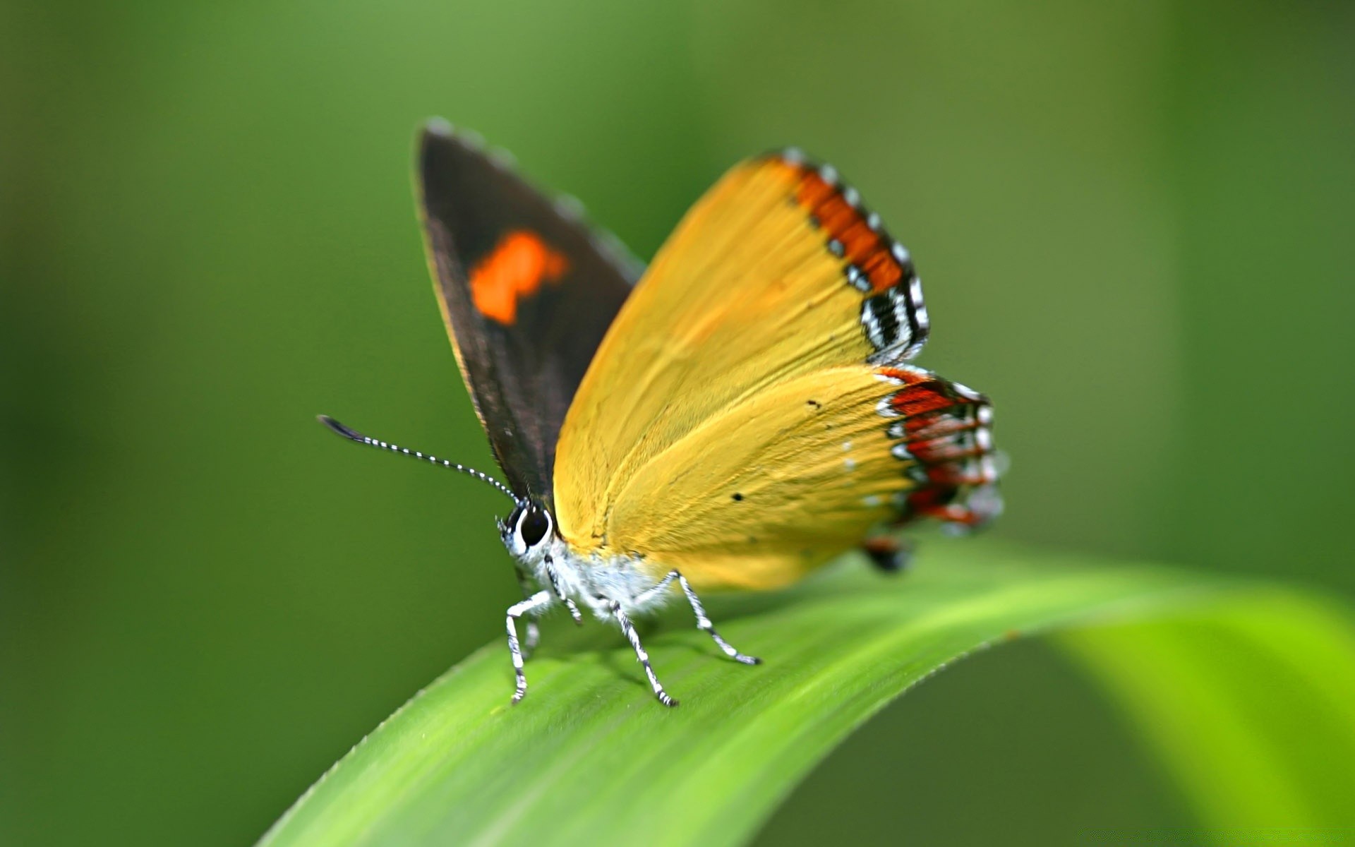 mariposa insecto naturaleza vida silvestre animal verano