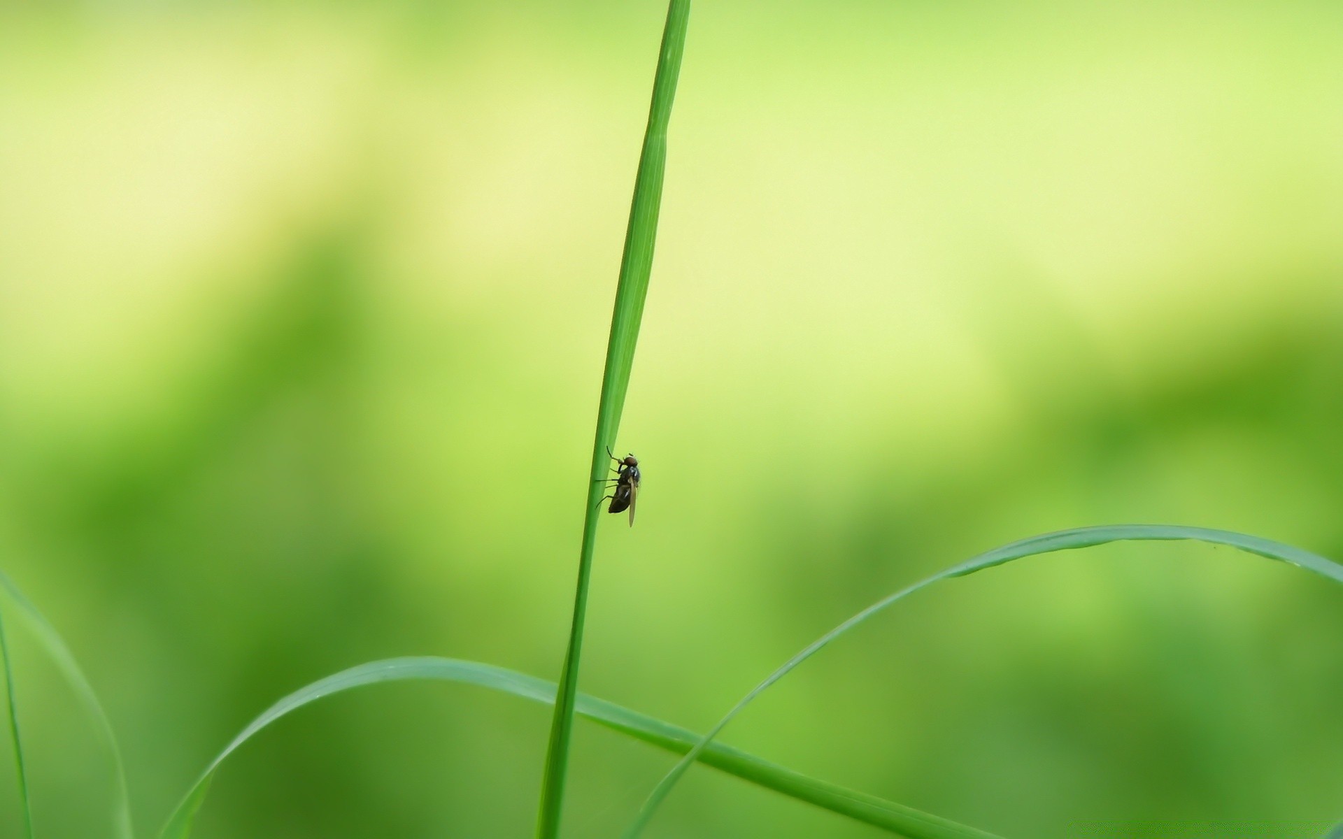 insekten blatt flora wachstum natur gras garten tropfen umwelt sommer ökologie tau klinge