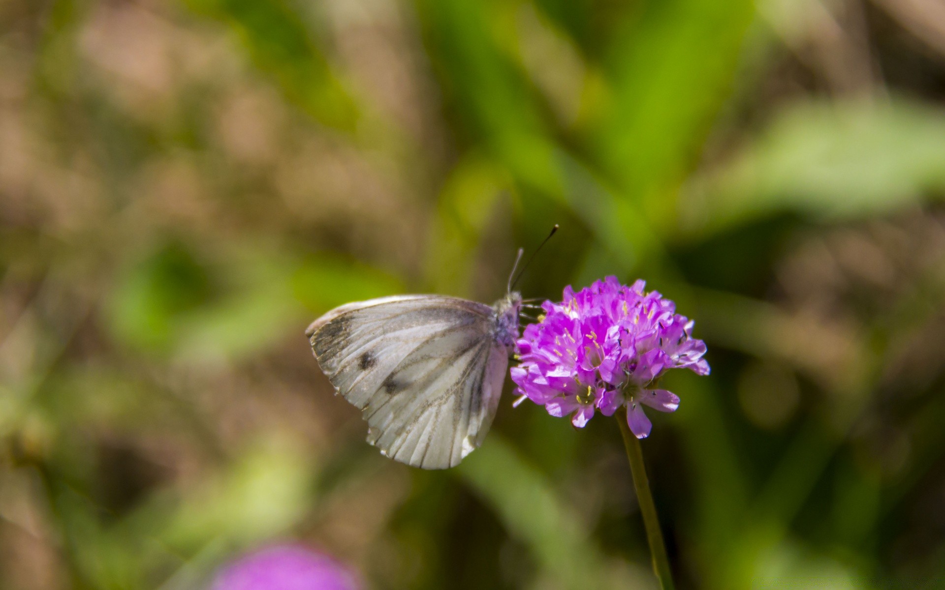 insects butterfly nature insect flower summer outdoors garden grass wild flora wing environment biology wildlife leaf delicate little color hayfield