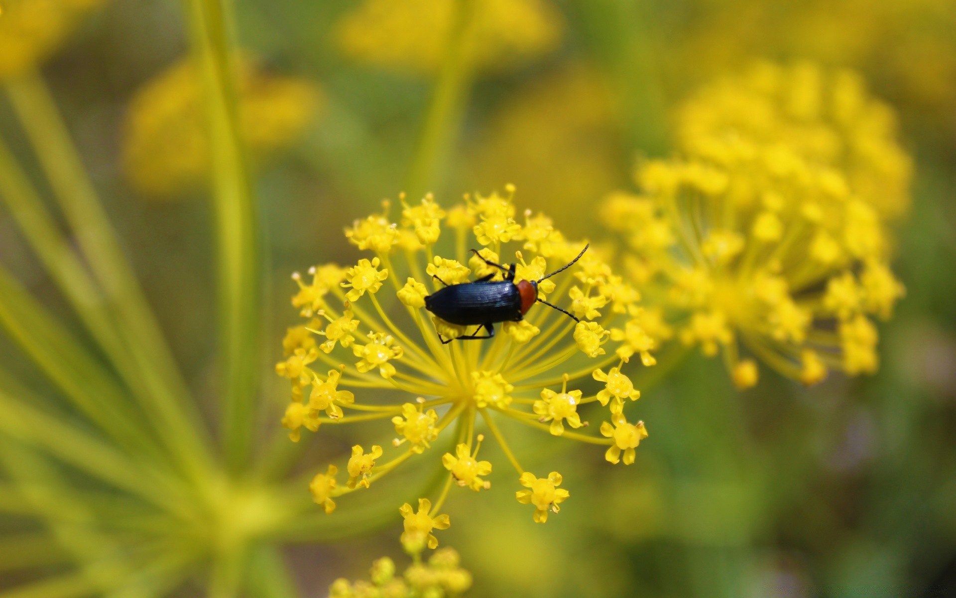 insectos naturaleza insecto flor flora al aire libre jardín verano salvaje hoja primer plano polen