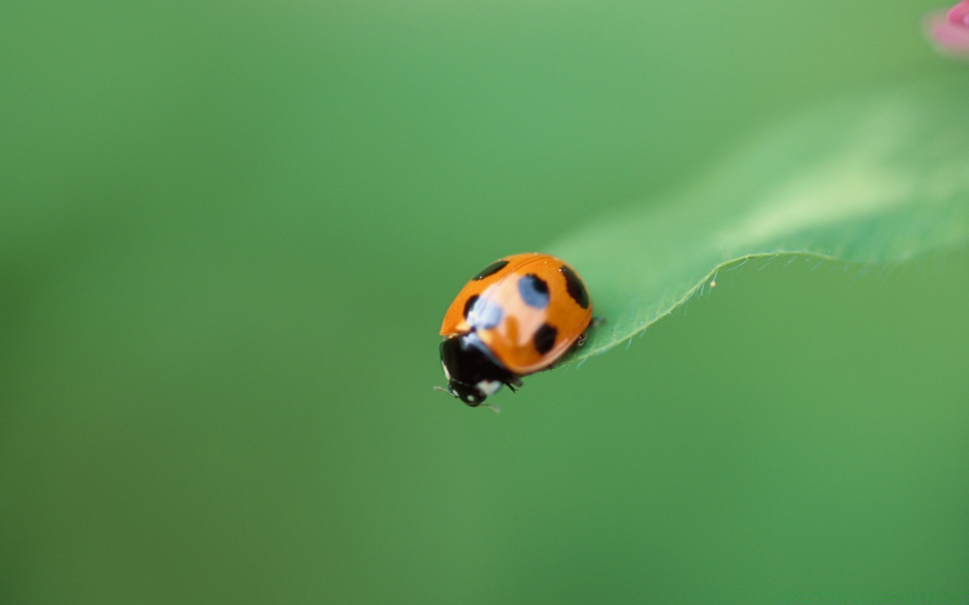 insetti coccinella scarabeo insetto natura foglia biologia estate erba purezza piccolo all aperto poco pioggia crescita