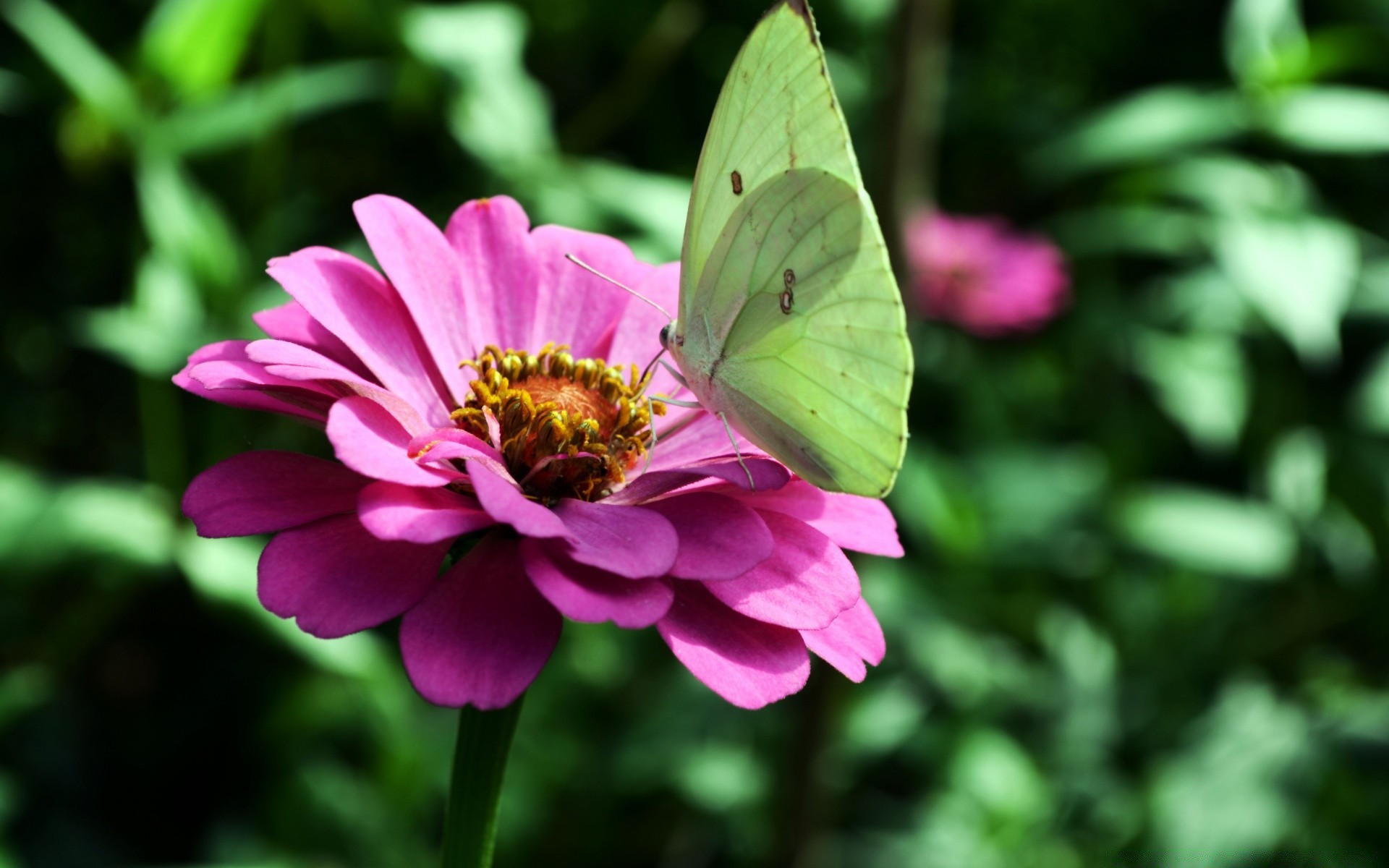 insetti natura fiore estate giardino flora insetto farfalla all aperto foglia colore luminoso bello primo piano petalo fiore floreale polline delicato selvaggio