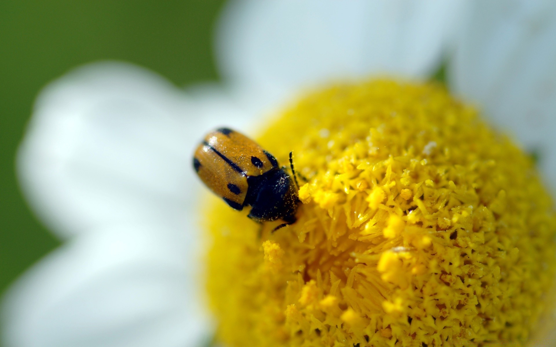 owady owad natura flora kwiat biedronka lato pyłek zbliżenie chrząszcz kolor biologia mało ogród żywy pulpit