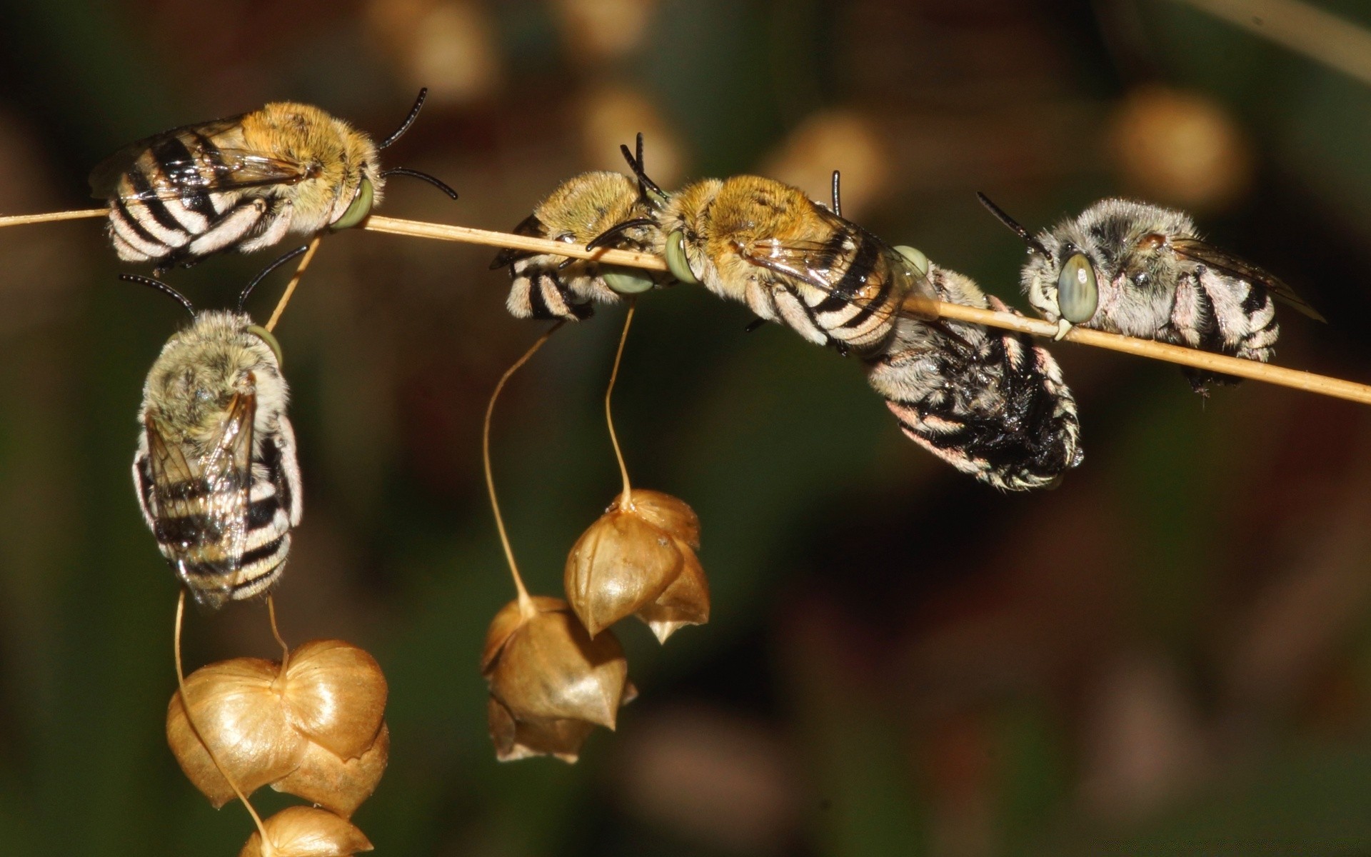 insects insect nature bee wildlife invertebrate animal fly wild honey wing little antenna wasp close-up butterfly outdoors entomology garden larva