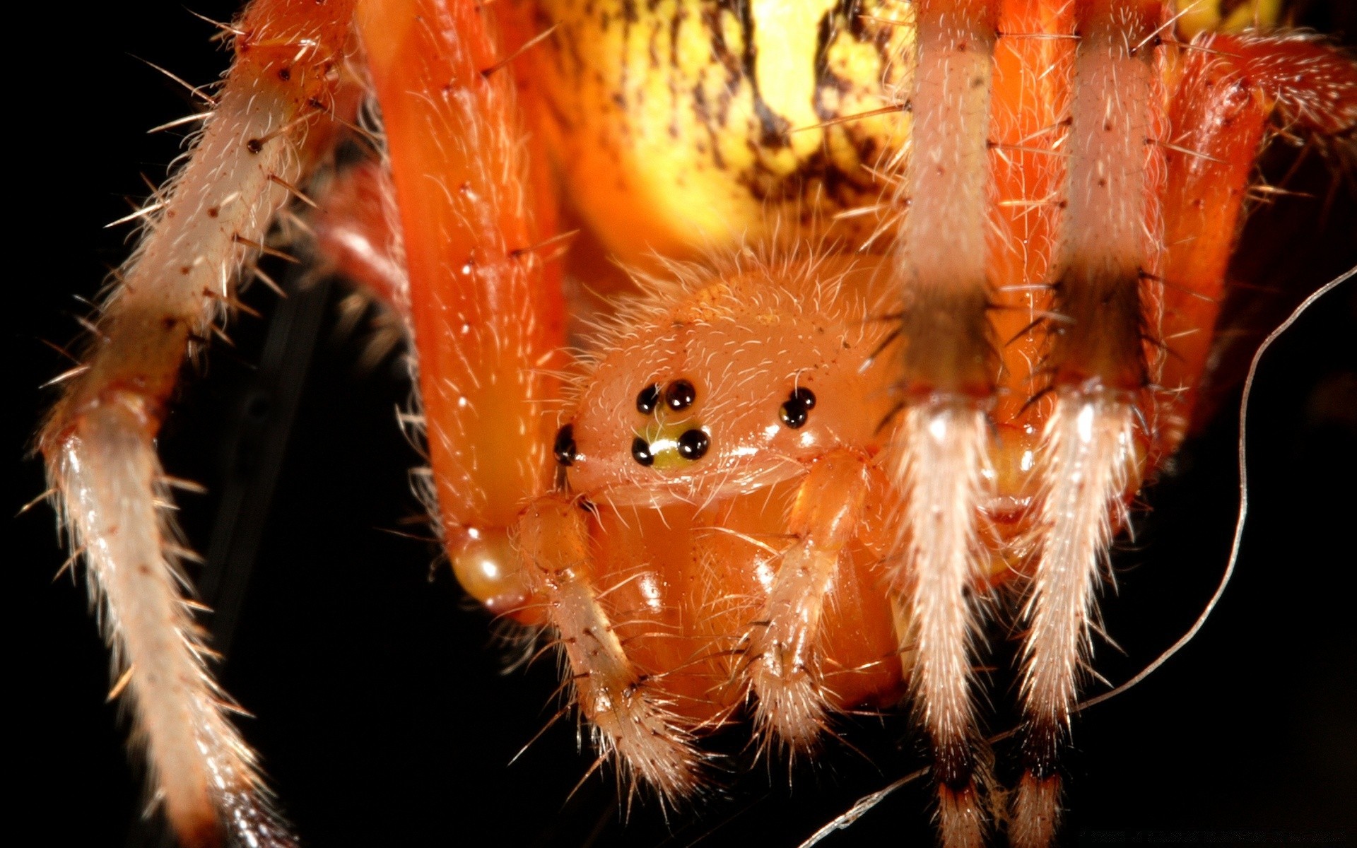 insetos cacto natureza invertebrados espinhoso inseto close-up aranha afiado deserto perigo suculenta animal próximo pico flora ao ar livre cor jardim