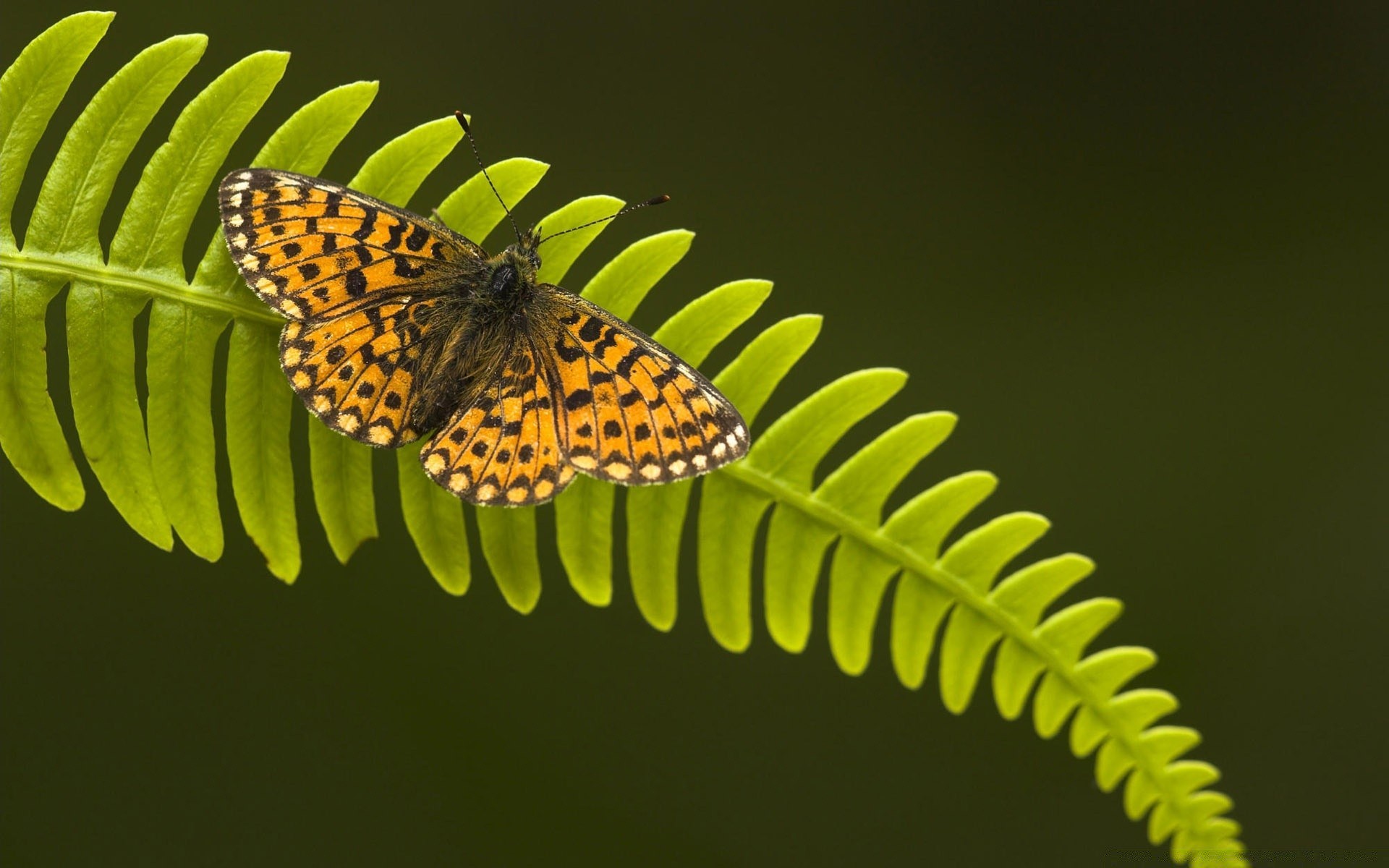 schmetterling insekt natur tierwelt biologie wirbellose im freien blatt tier farbe sanft garten sommer flügel antenne flora schön