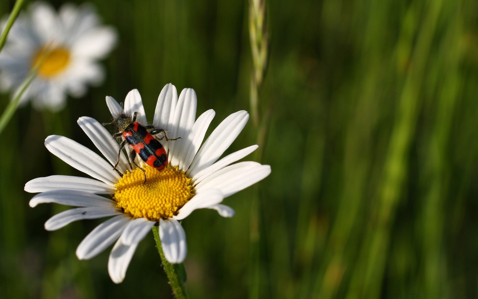 insects nature flora summer insect flower garden grass hayfield growth outdoors fair weather field bright close-up color bee wild leaf season