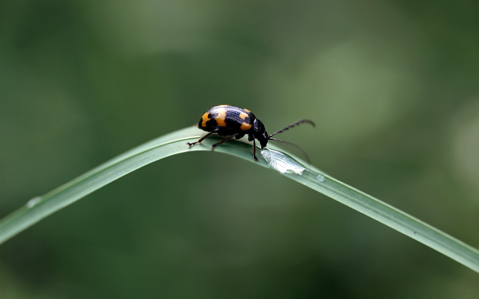 insekten insekt natur tierwelt käfer im freien marienkäfer biologie blatt sommer zoologie wenig