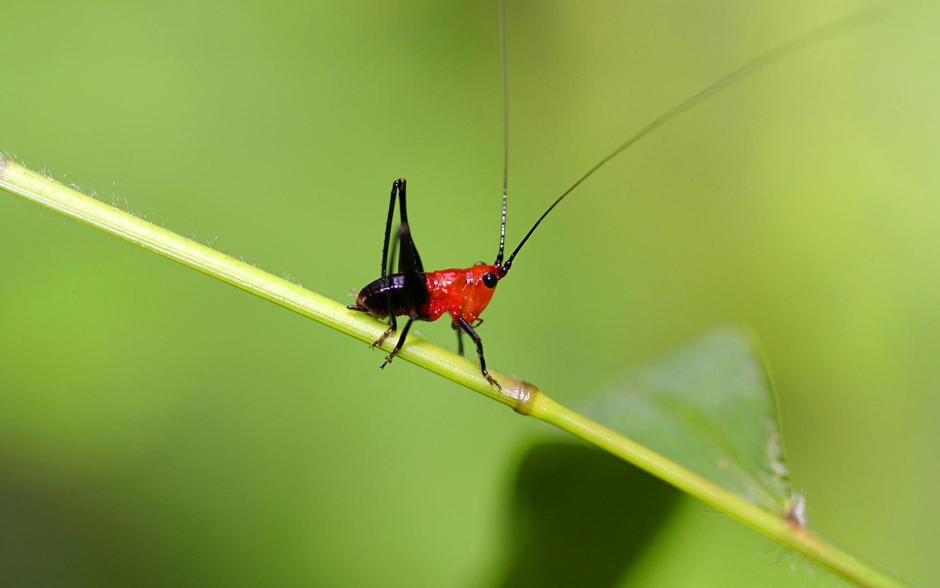 insectos insecto naturaleza vida silvestre hoja invertebrados escarabajo volar