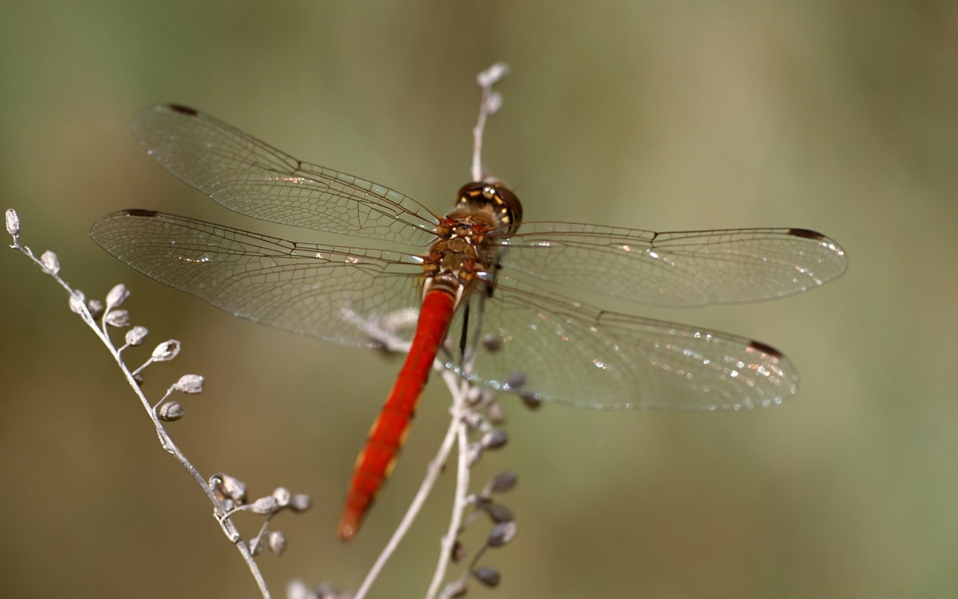 insetti libellula insetto natura fauna selvatica damselfly animale volare ala close-up all aperto giardino