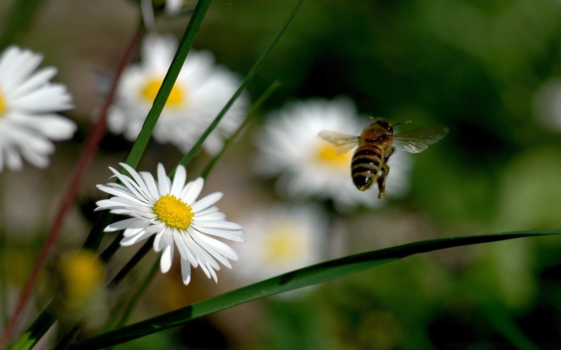 insekten natur blume insekt flora sommer biene garten im freien pollen wild gras blatt schließen hell farbe wachstum