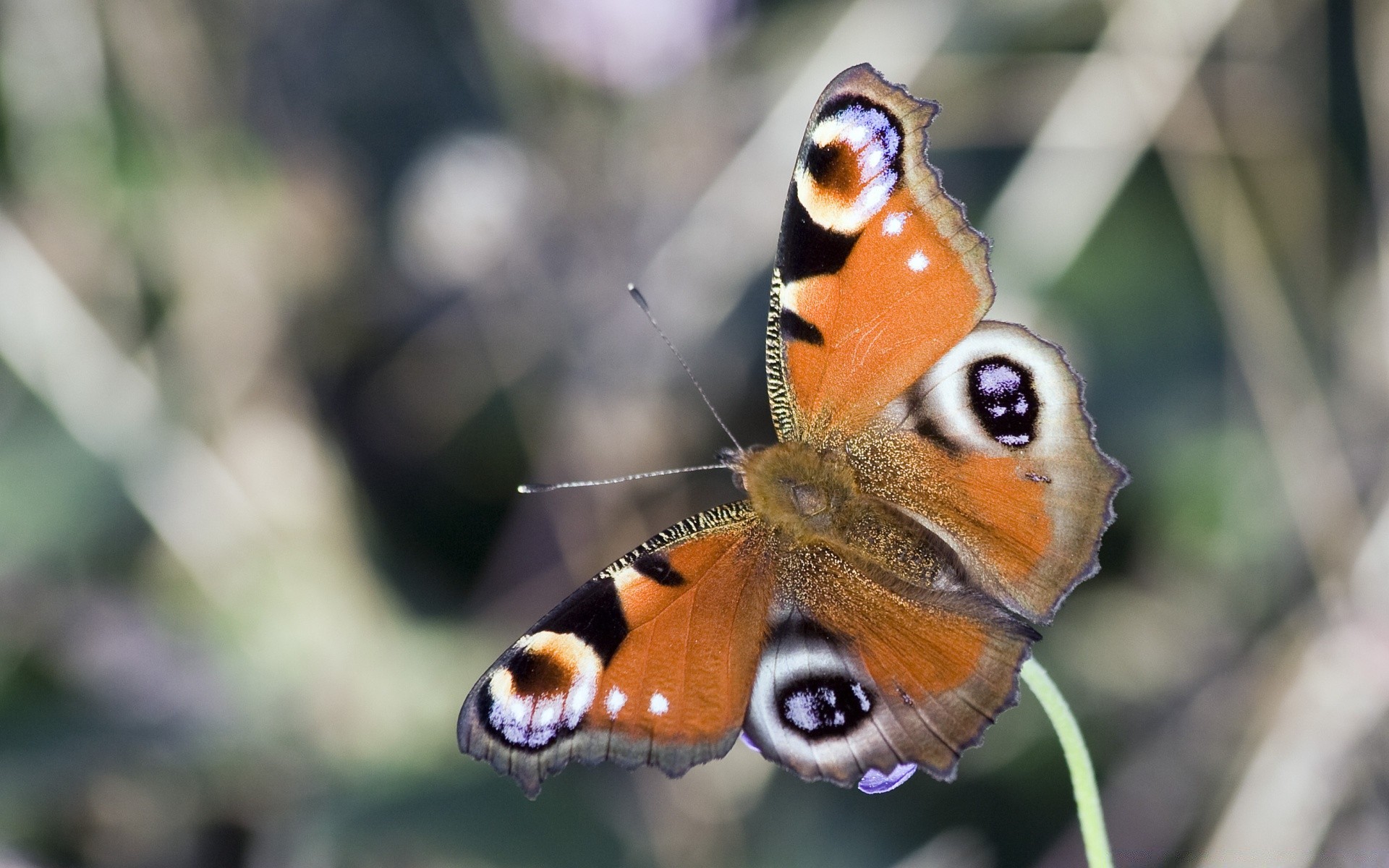 owady natura zwierzę owad przyroda motyl lato skrzydło dziki na zewnątrz kolor