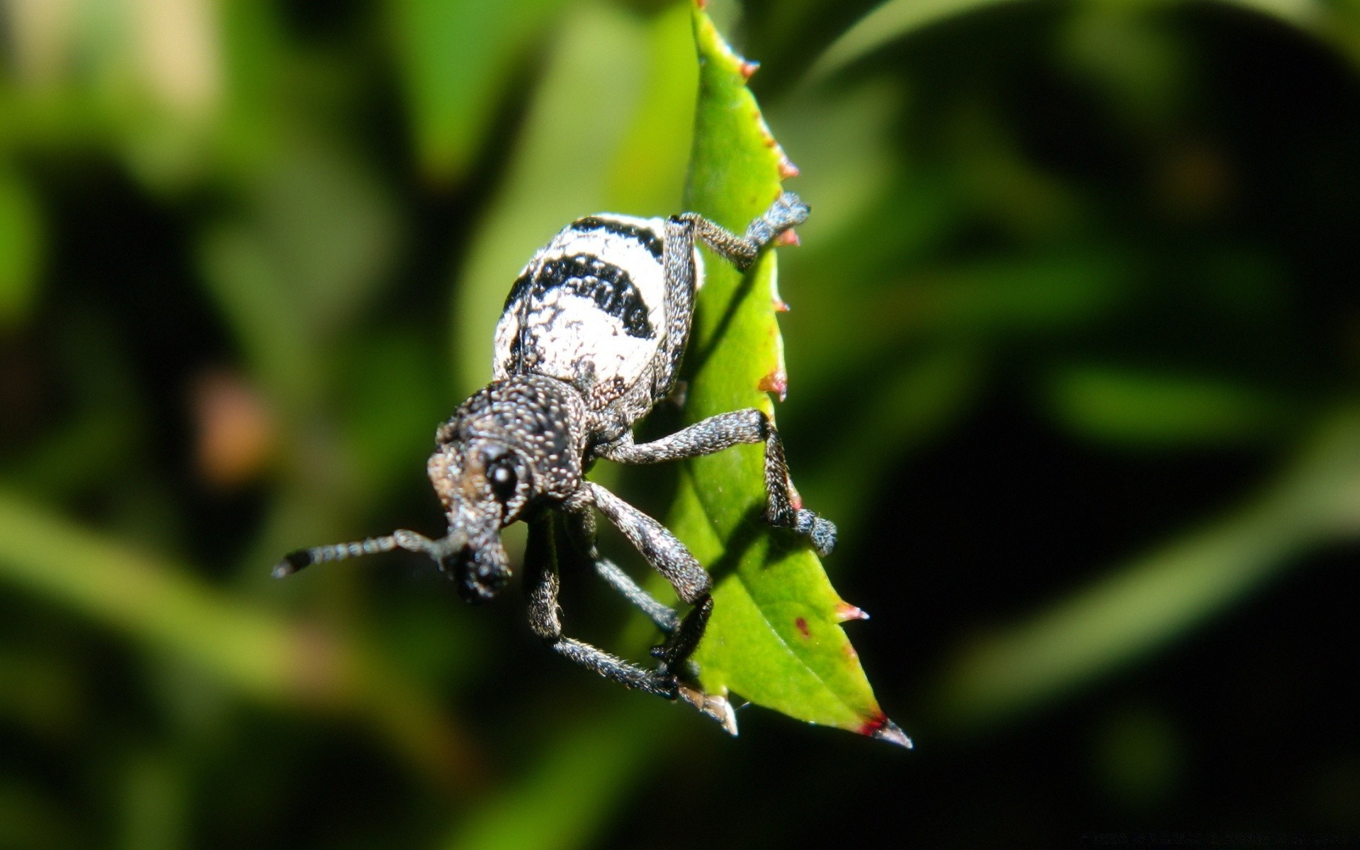 insectes insecte invertébrés faune nature animal à l extérieur petit coléoptère gros plan