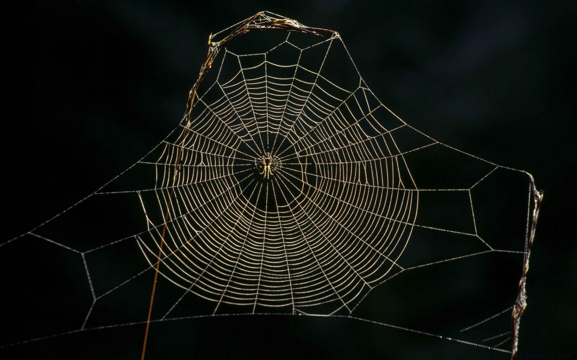 insekten spinne spinnennetz spinnennetz spinnentier falle web faden muster insekt gruselig halloween gefahr sauber geometrie dunkel angst komplexität beängstigend