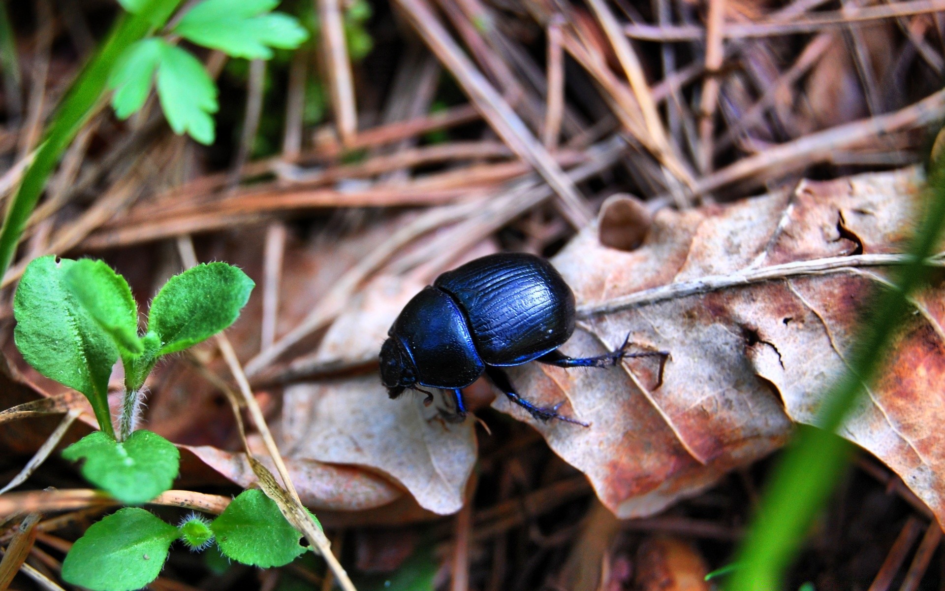 insects nature leaf environment close-up flora wood outdoors little fall insect ground tree season desktop garden close