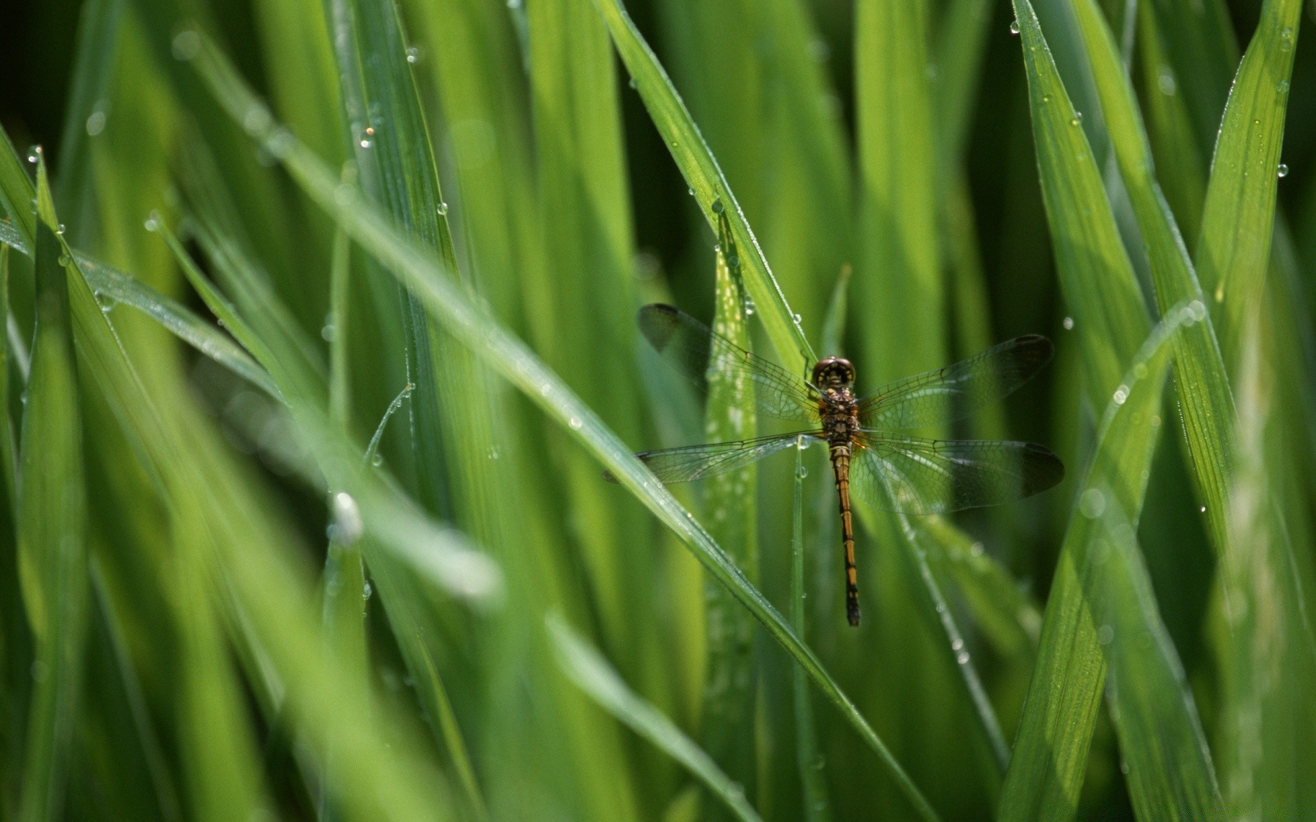 insects grass blade flora dew leaf garden nature insect environment lawn growth drop rain hayfield lush dawn summer