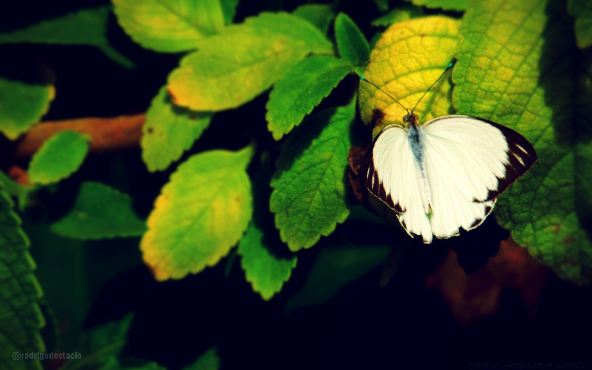 owady motyl natura liść owad na zewnątrz lato ogród flora bezkręgowce przyrody kwiat światło