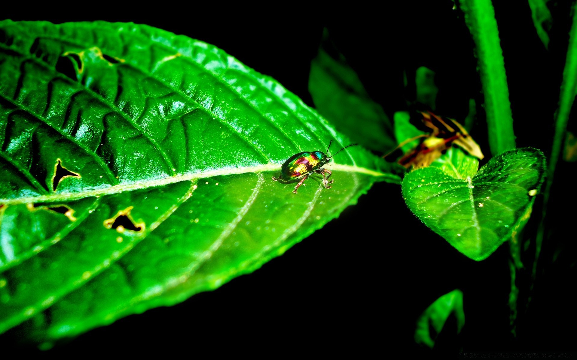 insectos insecto hoja invertebrados biología naturaleza flora jardín rocío lluvia mariposa escarabajo al aire libre medio ambiente solo antena verano gota luz vida silvestre