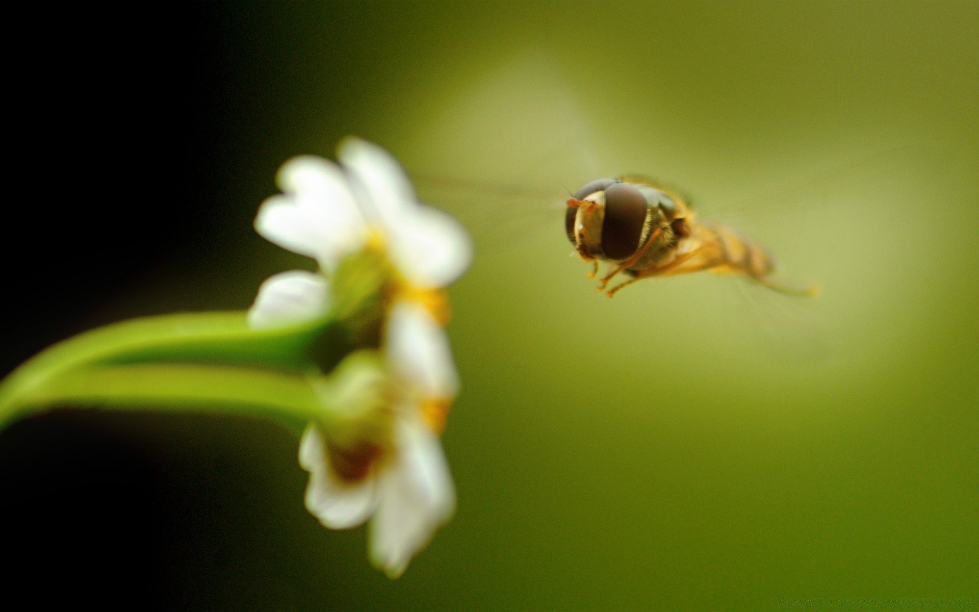 insects insect nature flower blur outdoors garden leaf invertebrate wildlife flora bee growth biology