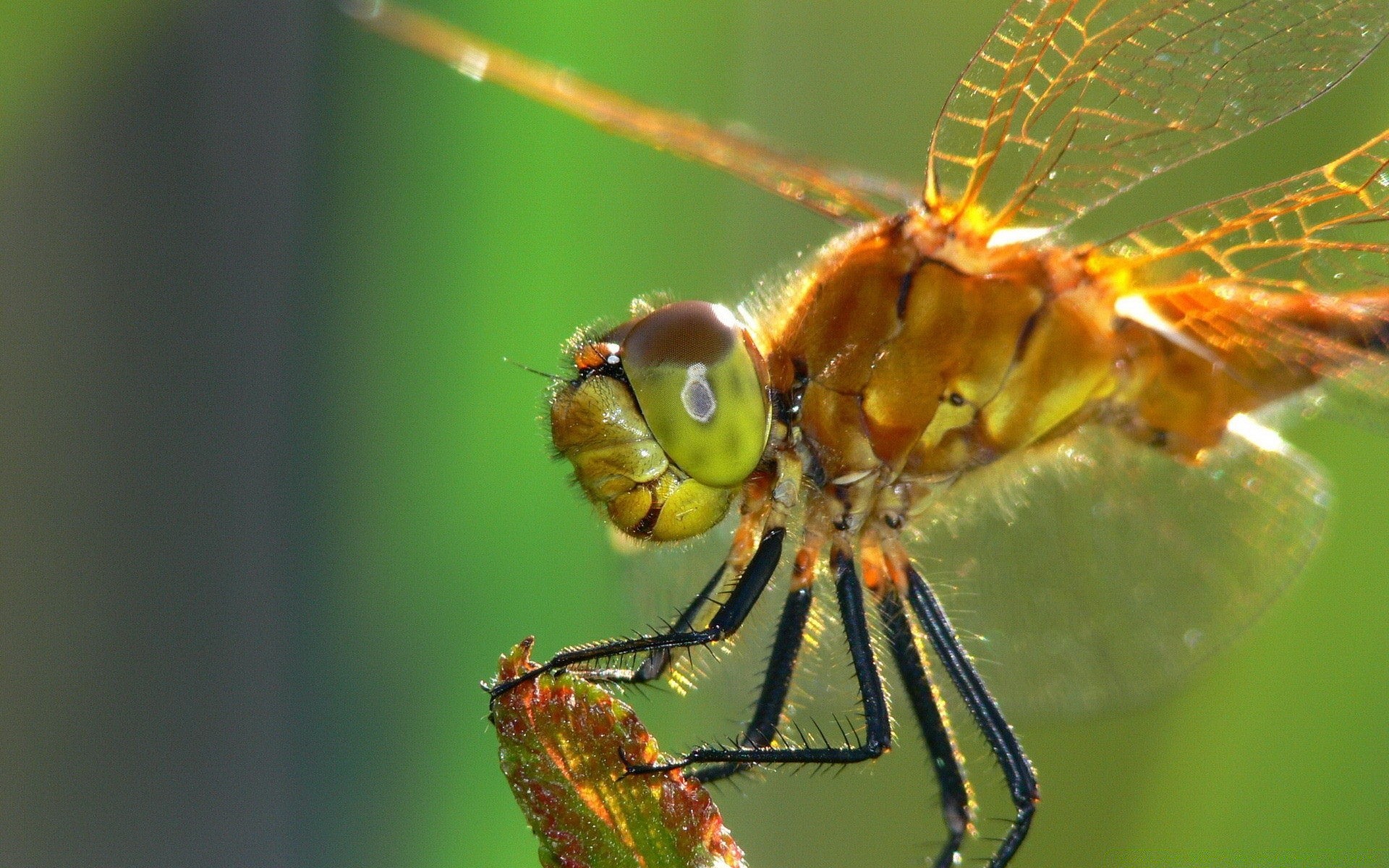 butterfly insect dragonfly wildlife nature animal invertebrate fly wild spider close-up