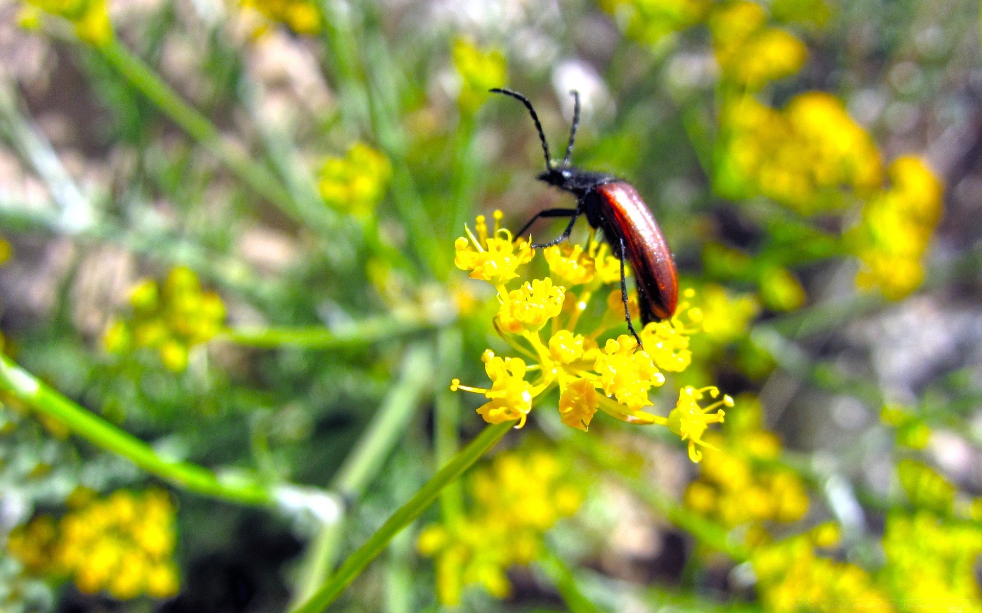 owady owad natura na zewnątrz kwiat lato flora chrząszcz biologia trawa bezkręgowce liść środowisko dobra pogoda latać mało dziki pole przyroda pszczoła