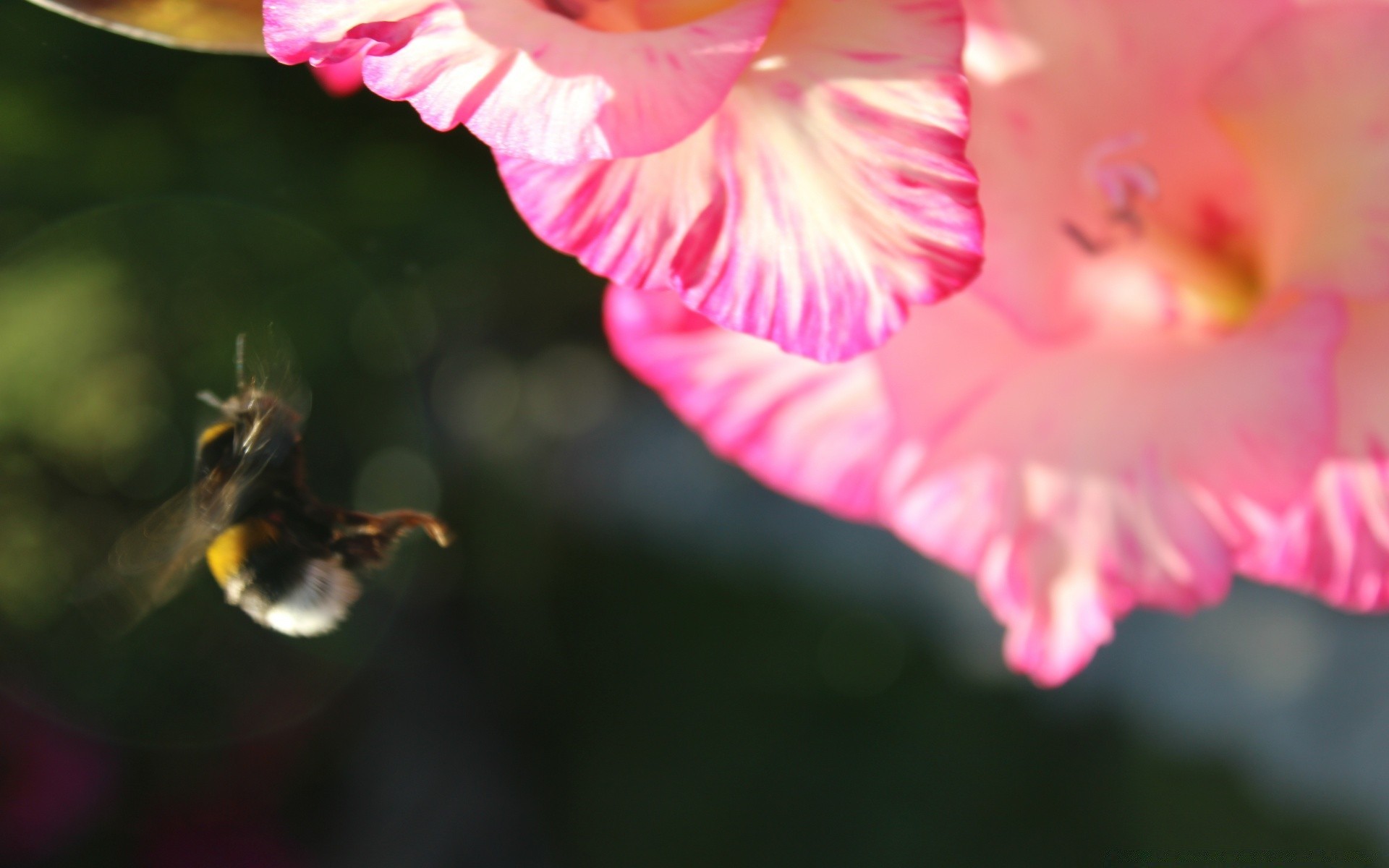 insects flower nature flora garden summer leaf petal blooming floral outdoors blur color beautiful bright delicate pollen tropical love