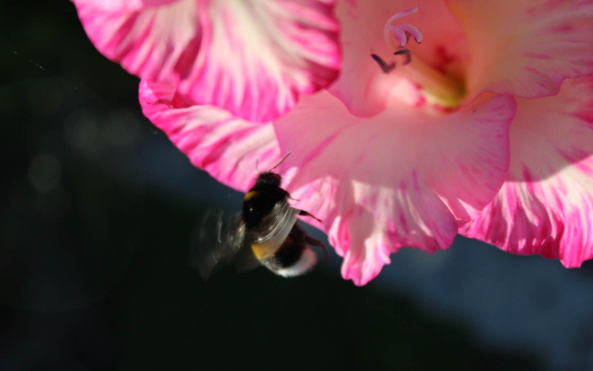 owady kwiat natura lato ogród flora płatek liść miłość piękny kolor bluming róża pyłek na zewnątrz