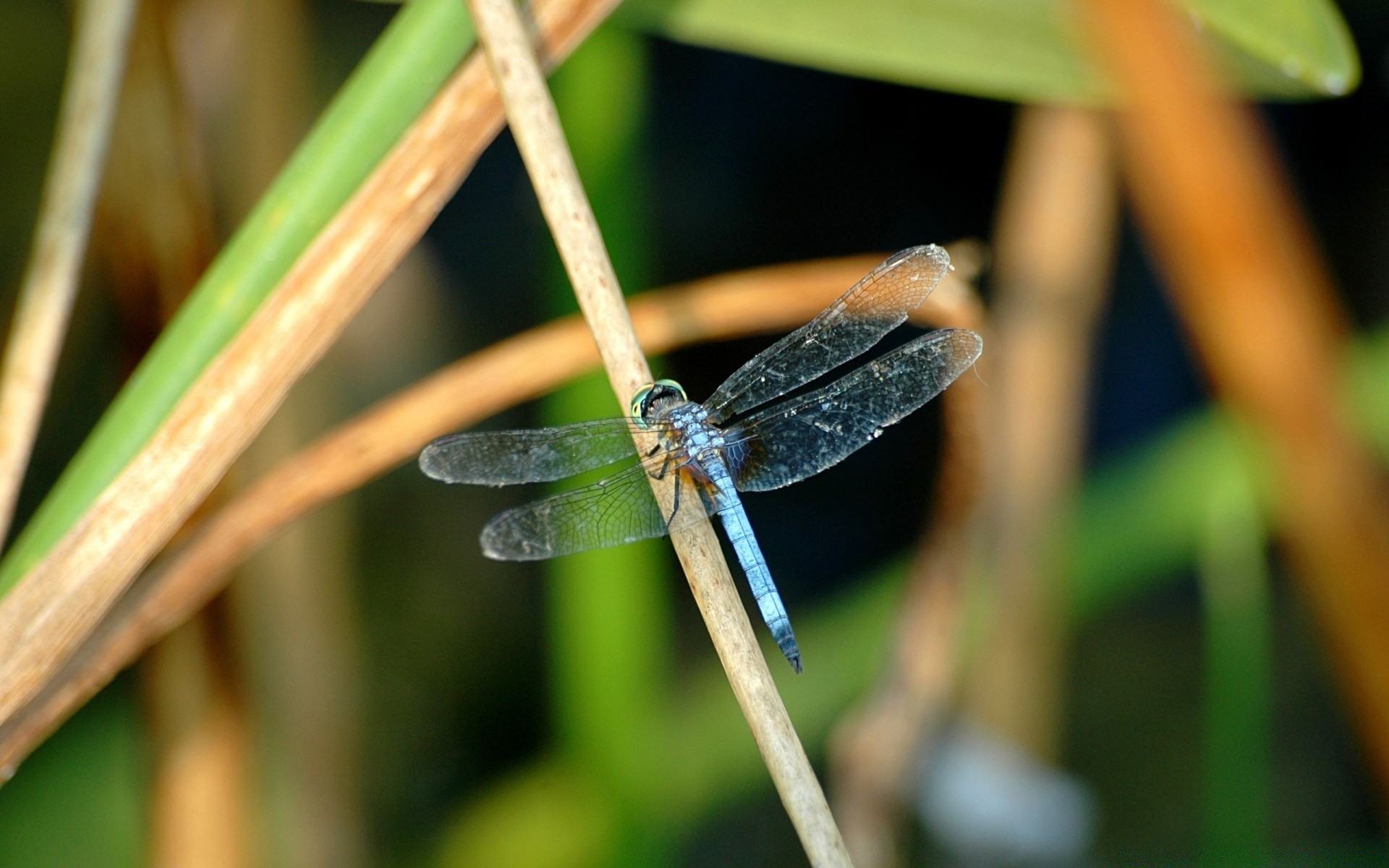 insekten natur tierwelt insekt im freien tier blatt sommer unschärfe