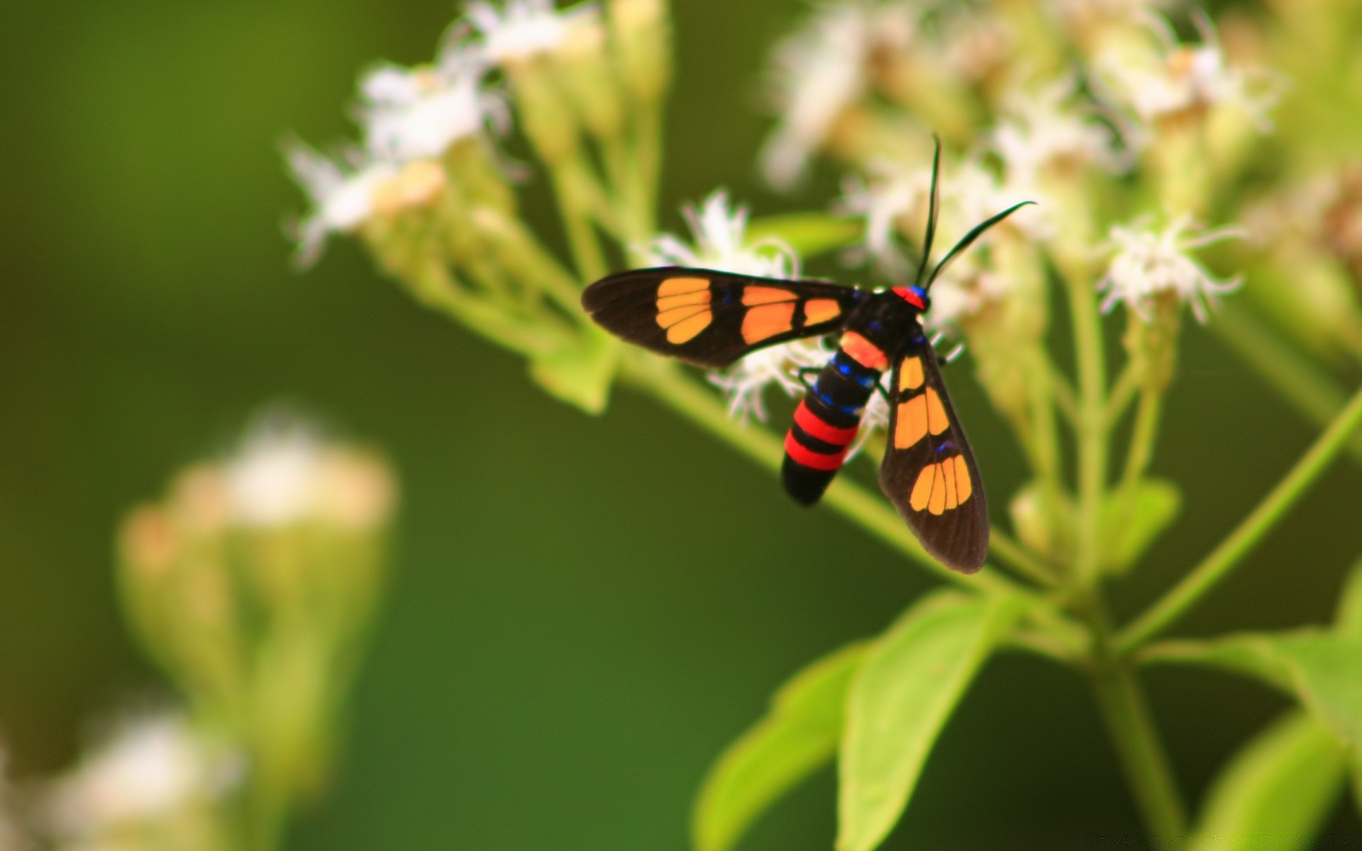 insectes papillon insecte la nature à l extérieur été papillon la faune feuille invertébrés fleur lépidoptères aile lumineux sauvage jardin délicat biologie peu antenne