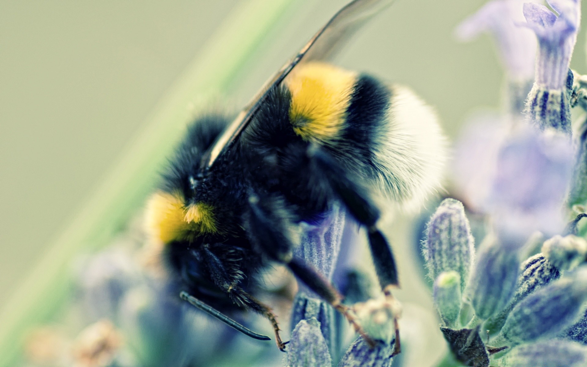 insekten natur insekt tier im freien blume garten tierwelt flora sommer wild wenig schließen