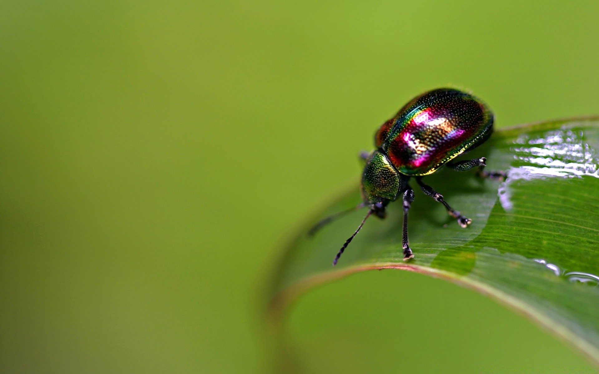 insetti natura insetto foglia scarabeo fauna selvatica poco all aperto pioggia rugiada invertebrati estate