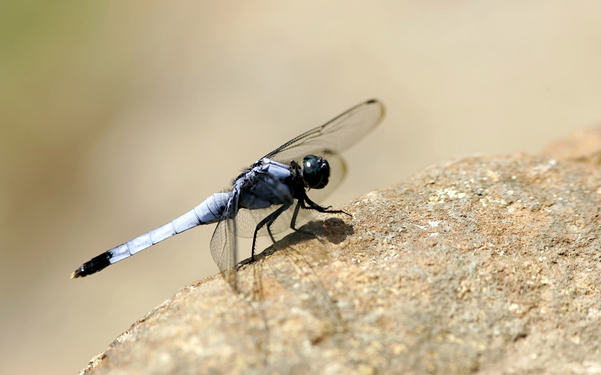 insetti natura fauna selvatica insetto all aperto piccolo libellula animale