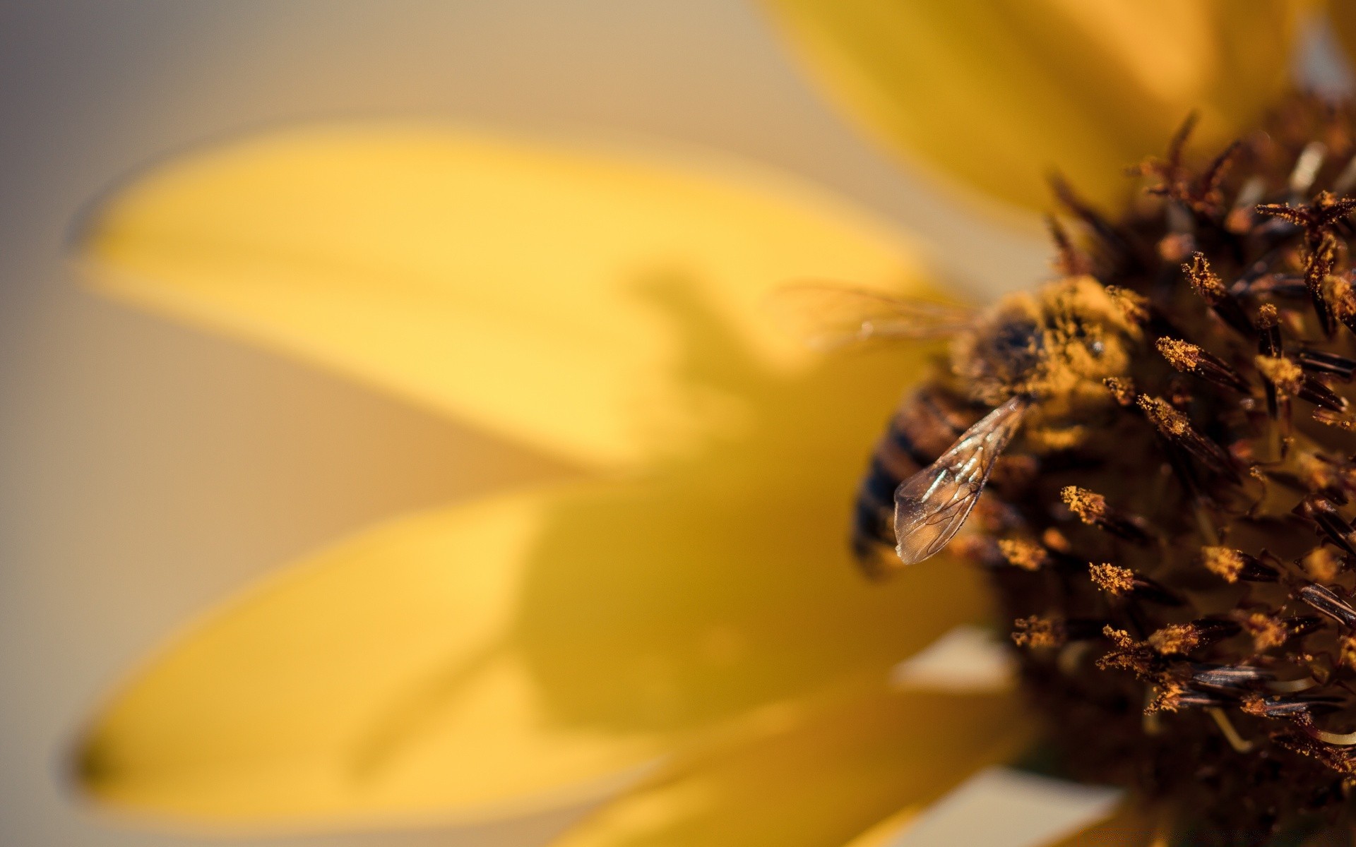 insekten unschärfe natur insekt blume biene honig im freien sommer stillleben